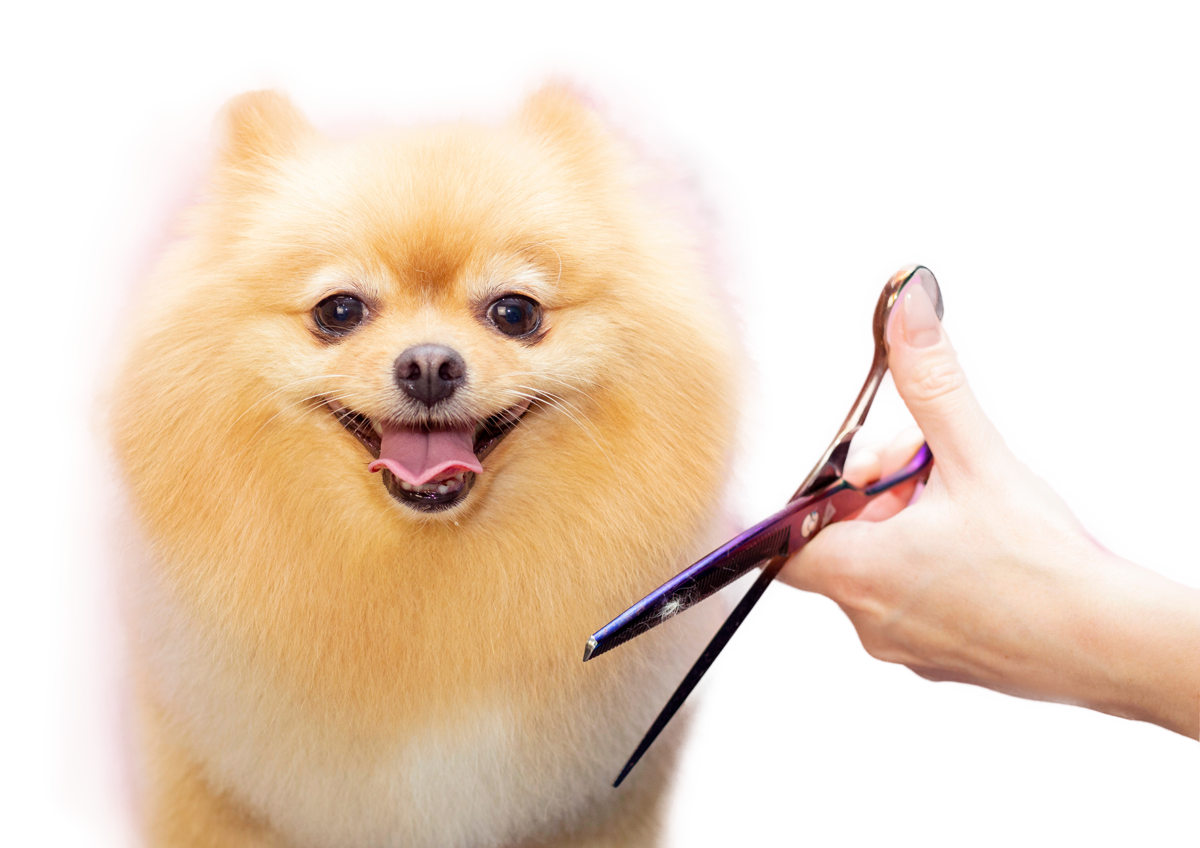 Perfect_Grooming_Pet_mobile