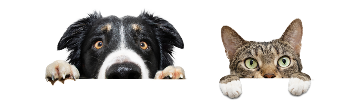 Pet_News