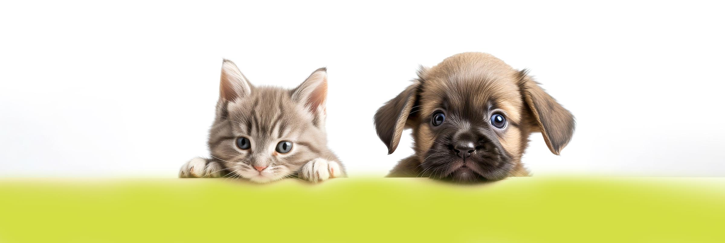 Dog_Cat