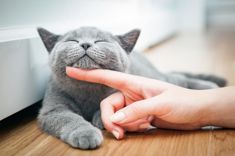 Pet-Cat