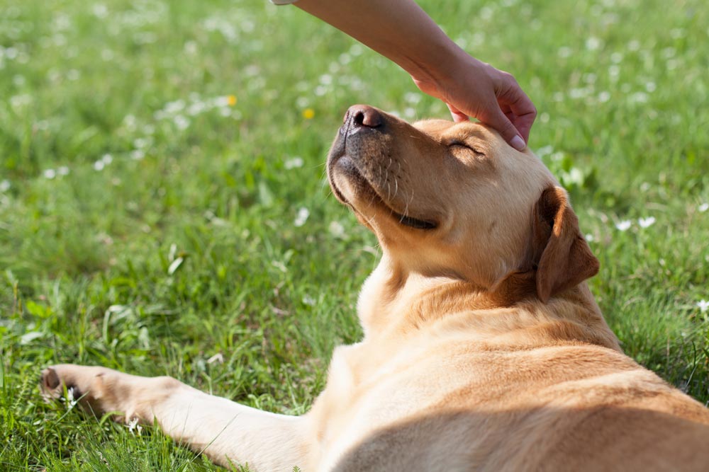 Pet_Dog
